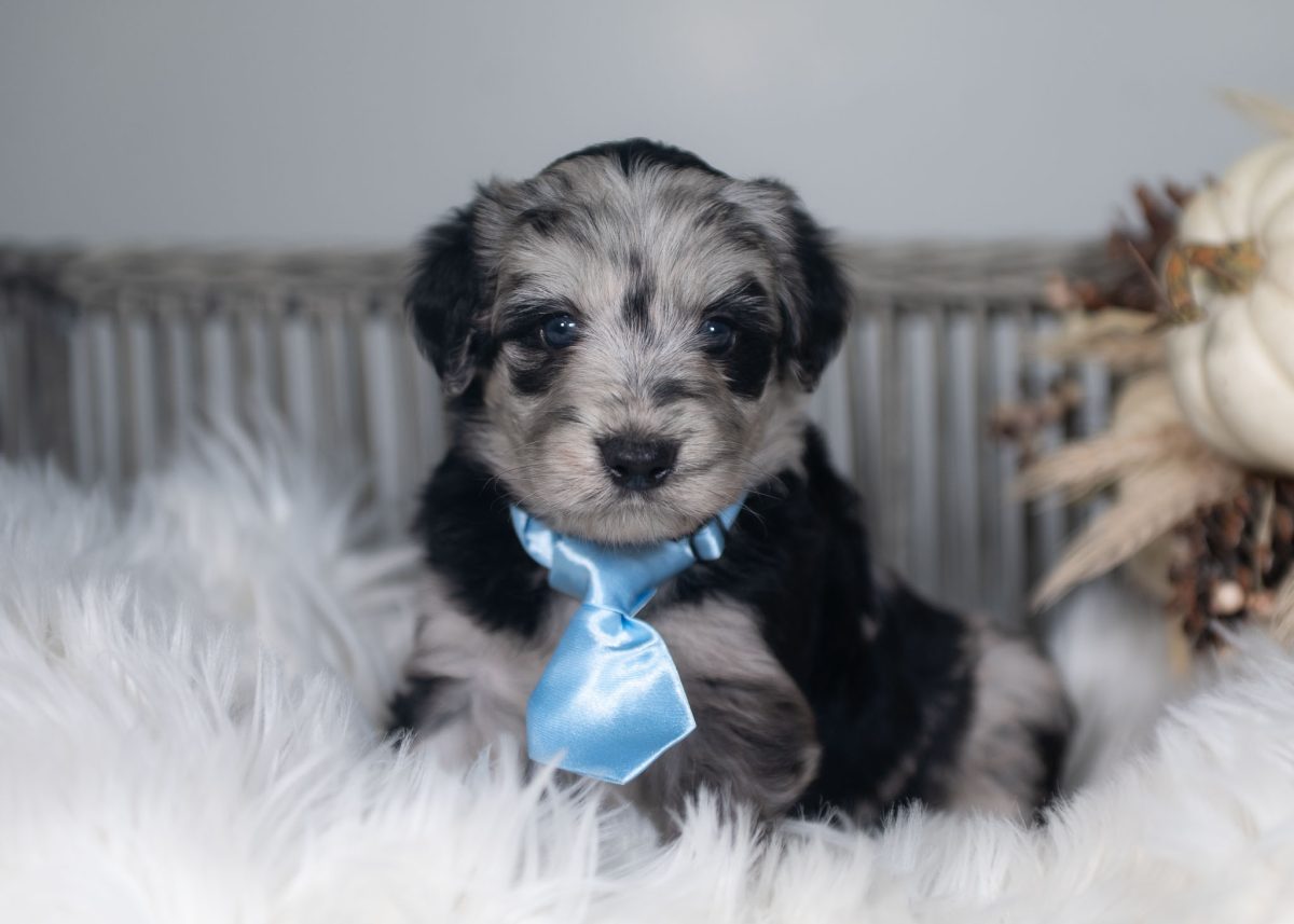 Blue merle Bordoodle puppy for sale in Arizona.