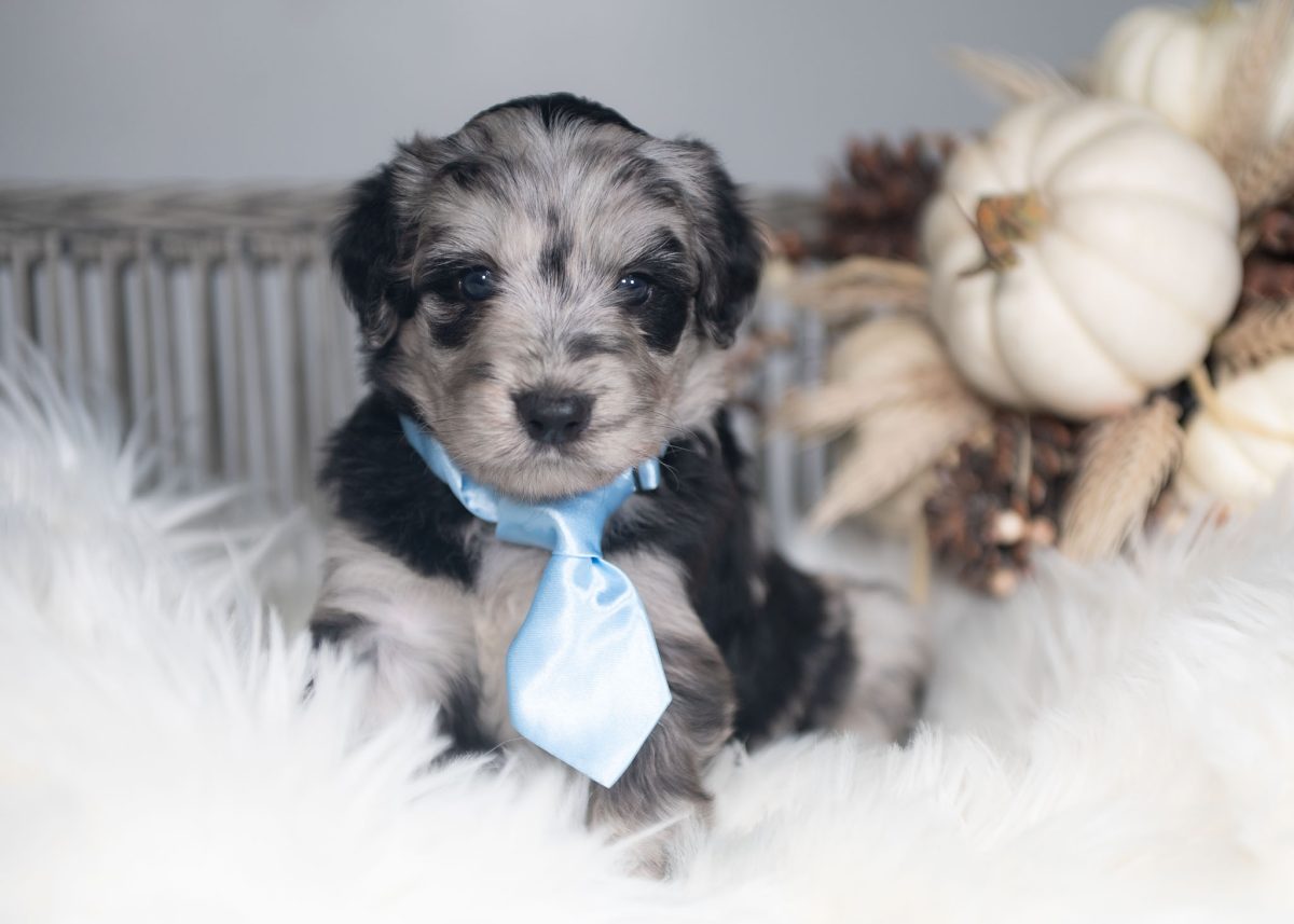 Blue merle Bordoodle puppy for sale in Arizona.