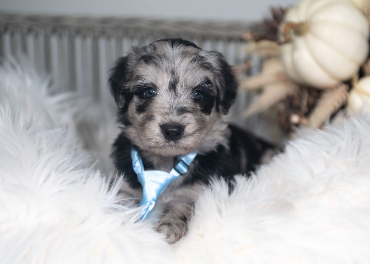 Blue merle Bordoodle puppy for sale in Arizona.
