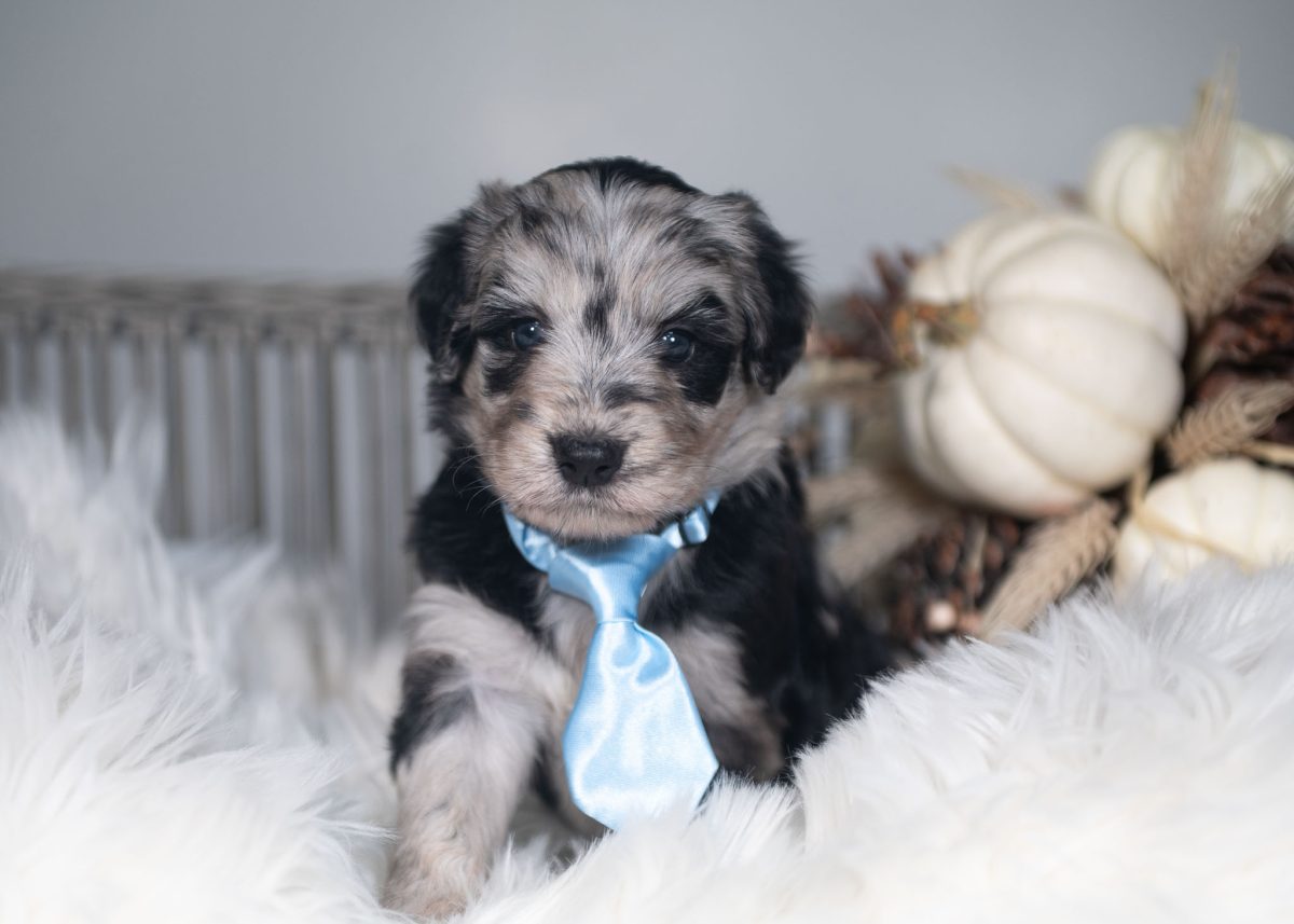 Blue merle Bordoodle puppy for sale in Arizona.