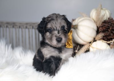 Bodhi | Blue Merle Male Bordoodle Puppy