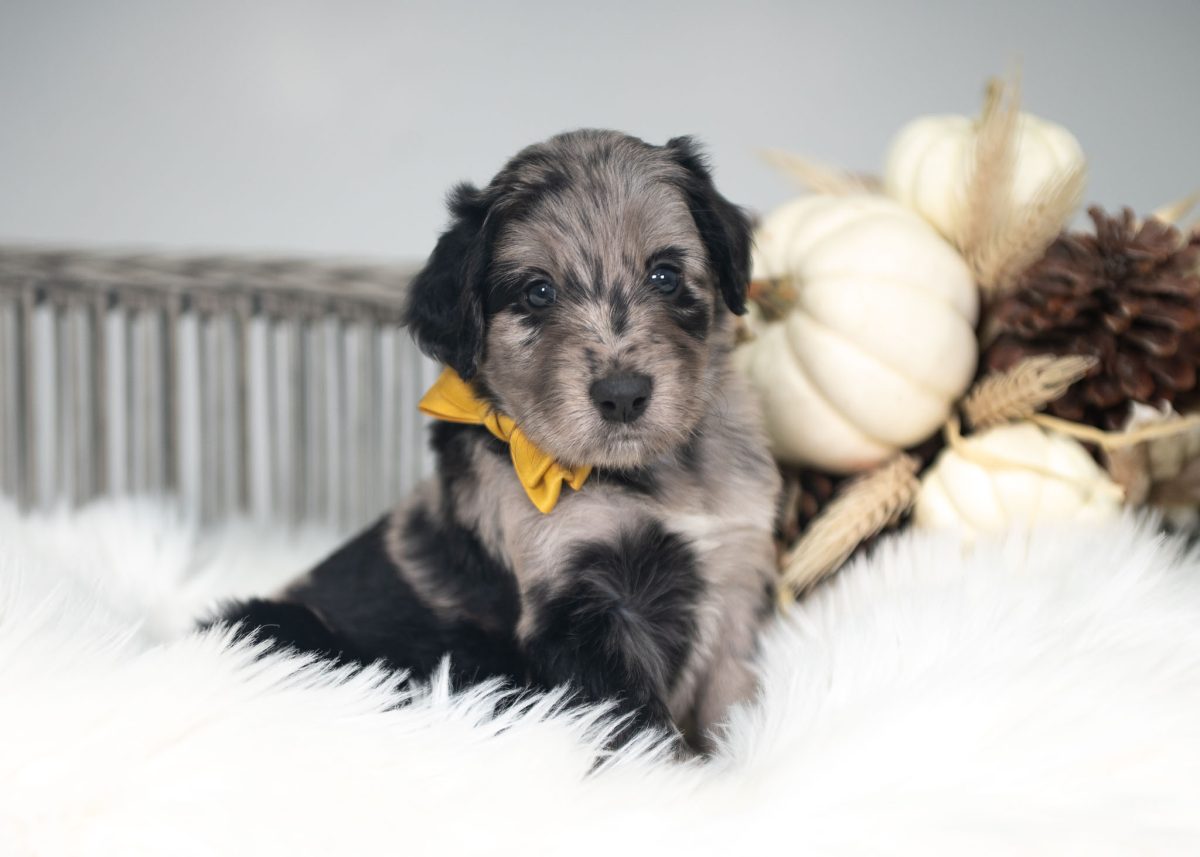 Bordoodle puppy for sale in Pennsylvania.