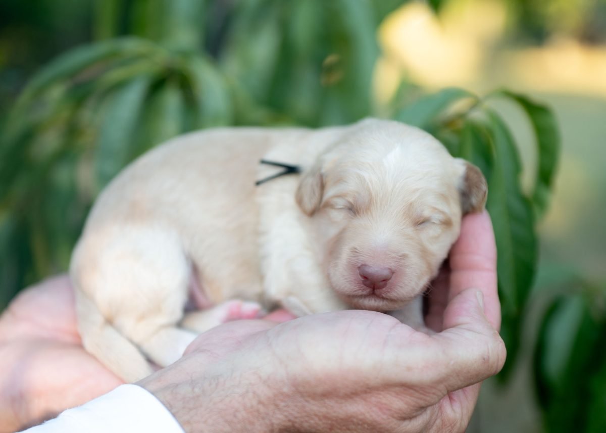Bordoodle Puppy for sale in Colorado.