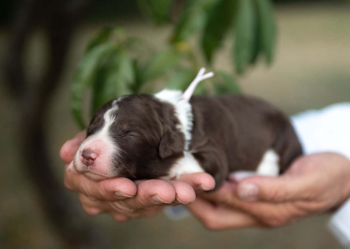 Bordoodle Puppy for sale in Arizona.