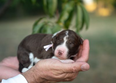 Reserved | Fable | Red and White Female Bordoodle Puppy