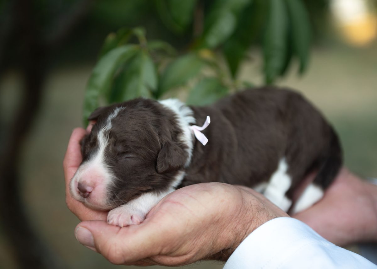 Bordoodle Puppy for sale in Arizona.