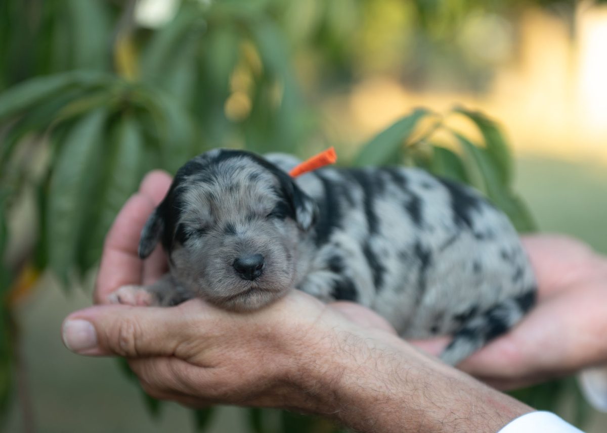 Bordoodle Puppy for sale in California.