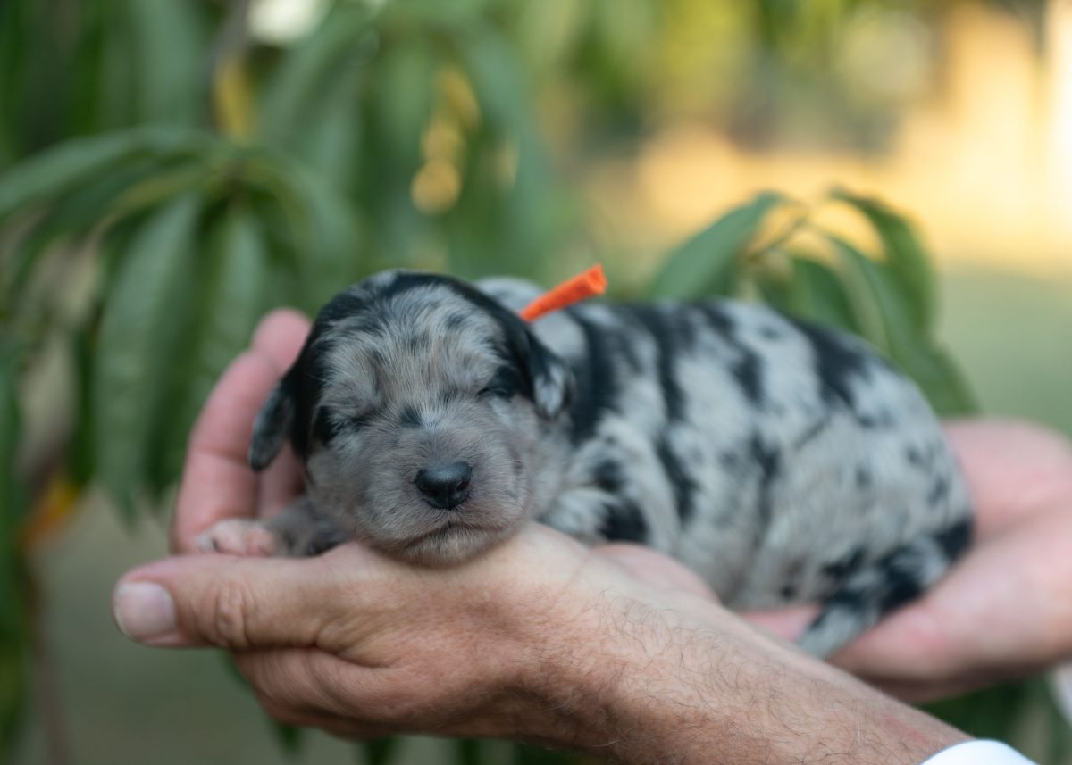 Bordoodle Puppy for sale in California.