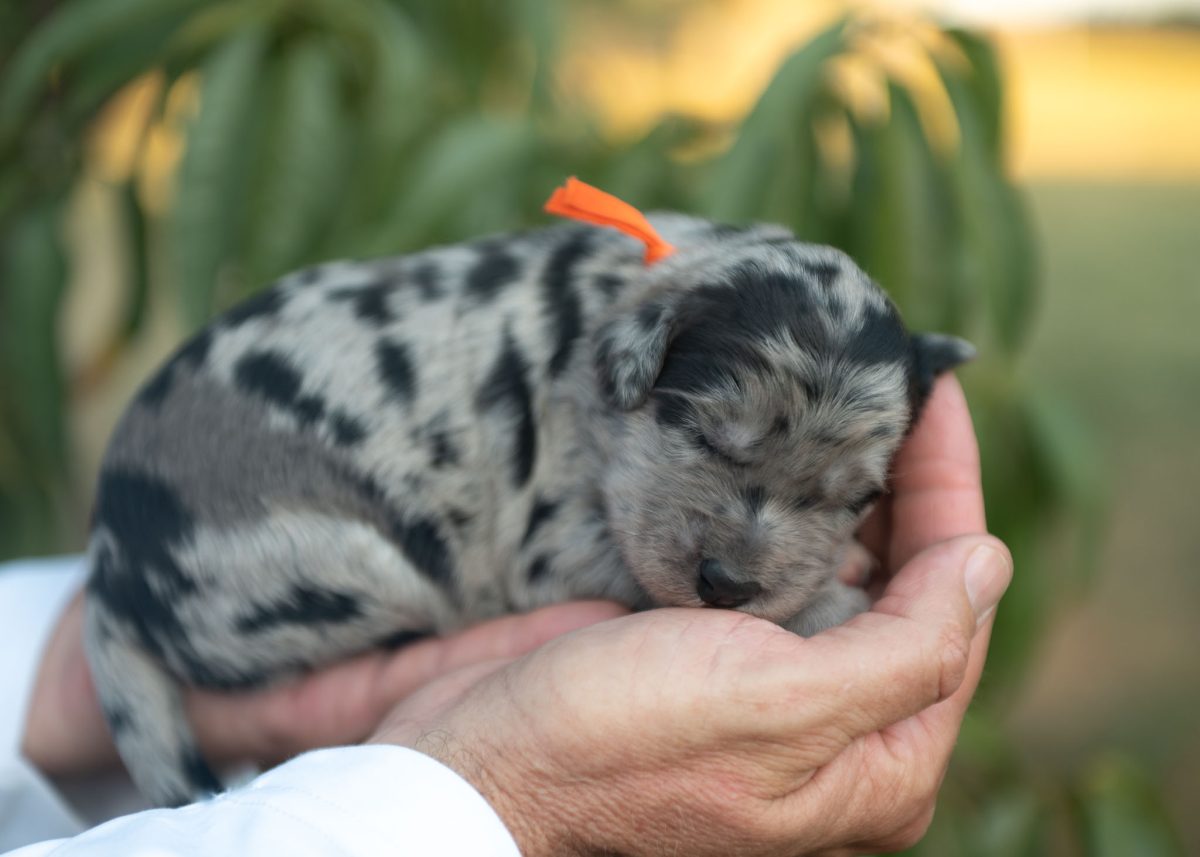 Bordoodle Puppy for sale in California.