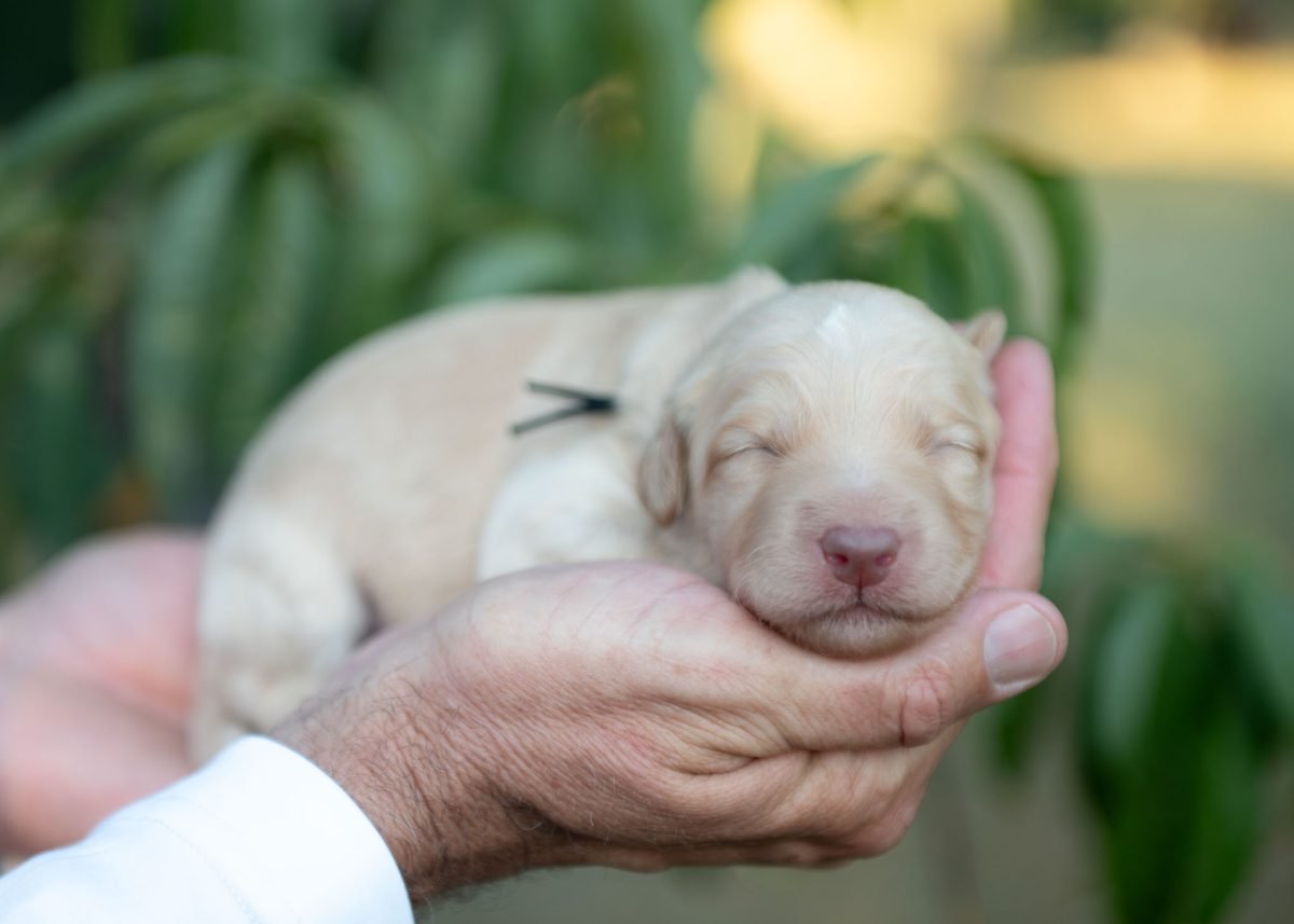 Bordoodle Puppy for sale in Colorado.