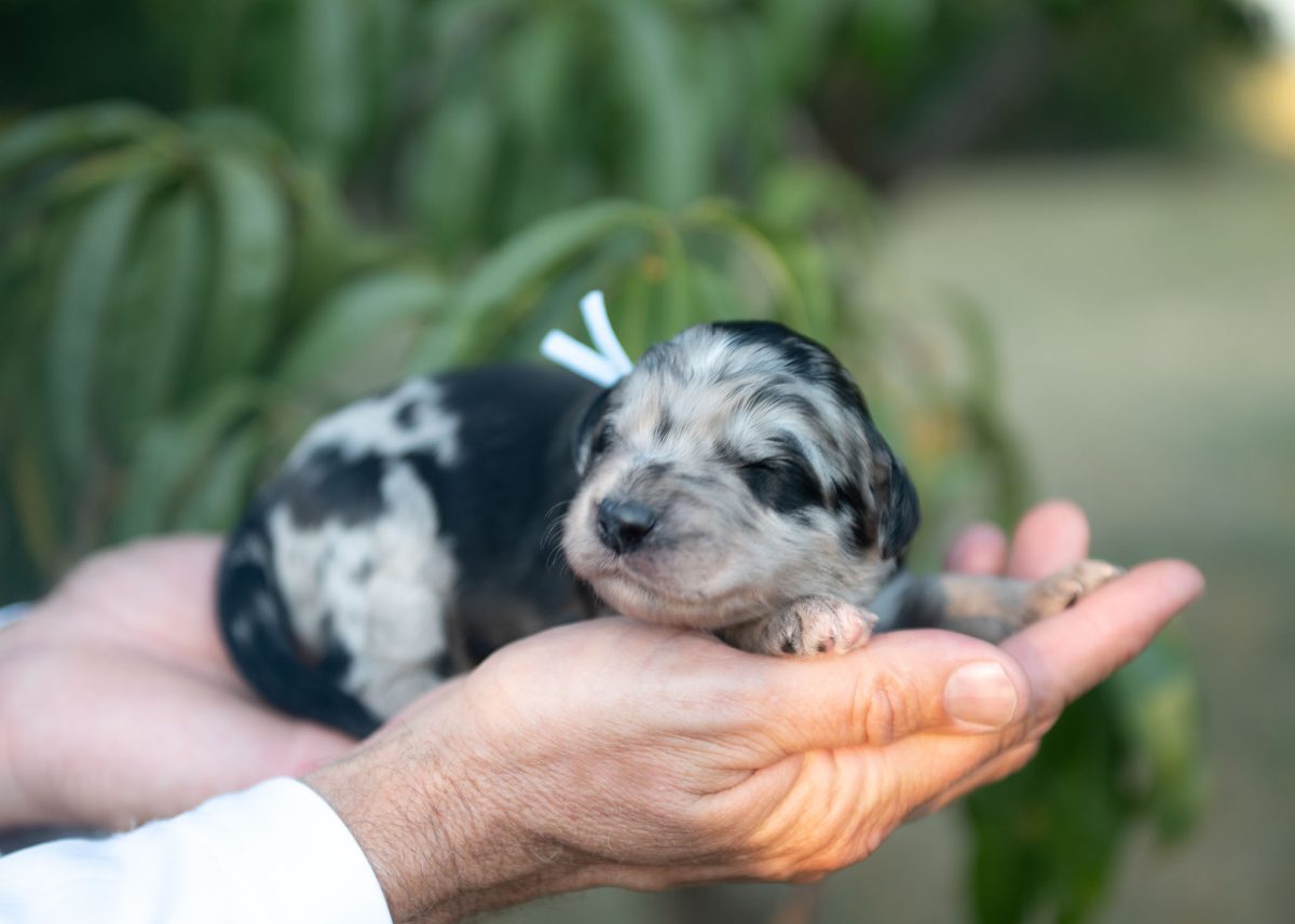 Bordoodle Puppy for sale in New Mexico.