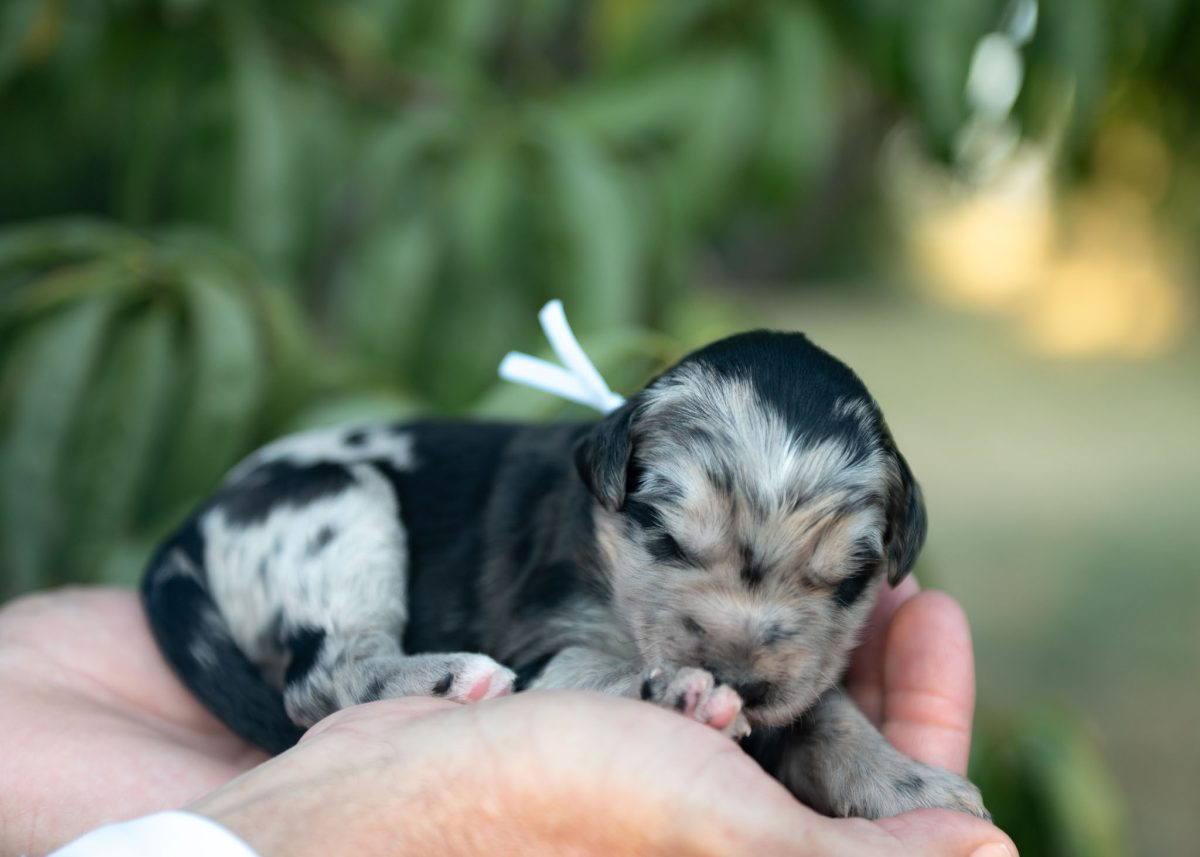 Bordoodle Puppy for sale in New Mexico.