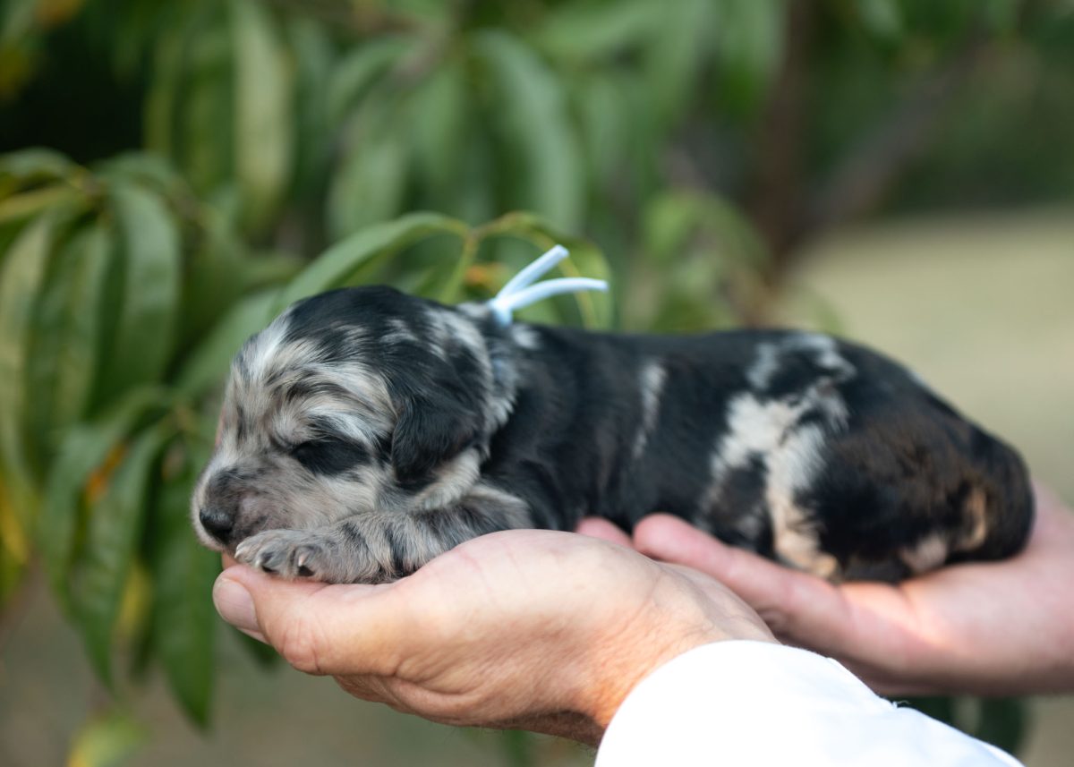 Bordoodle Puppy for sale in New Mexico.