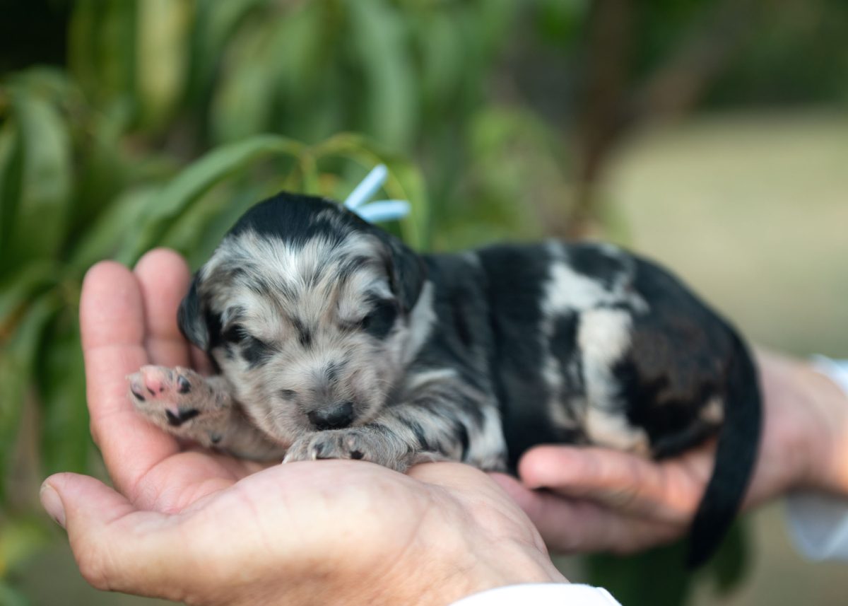 Bordoodle Puppy for sale in New Mexico.