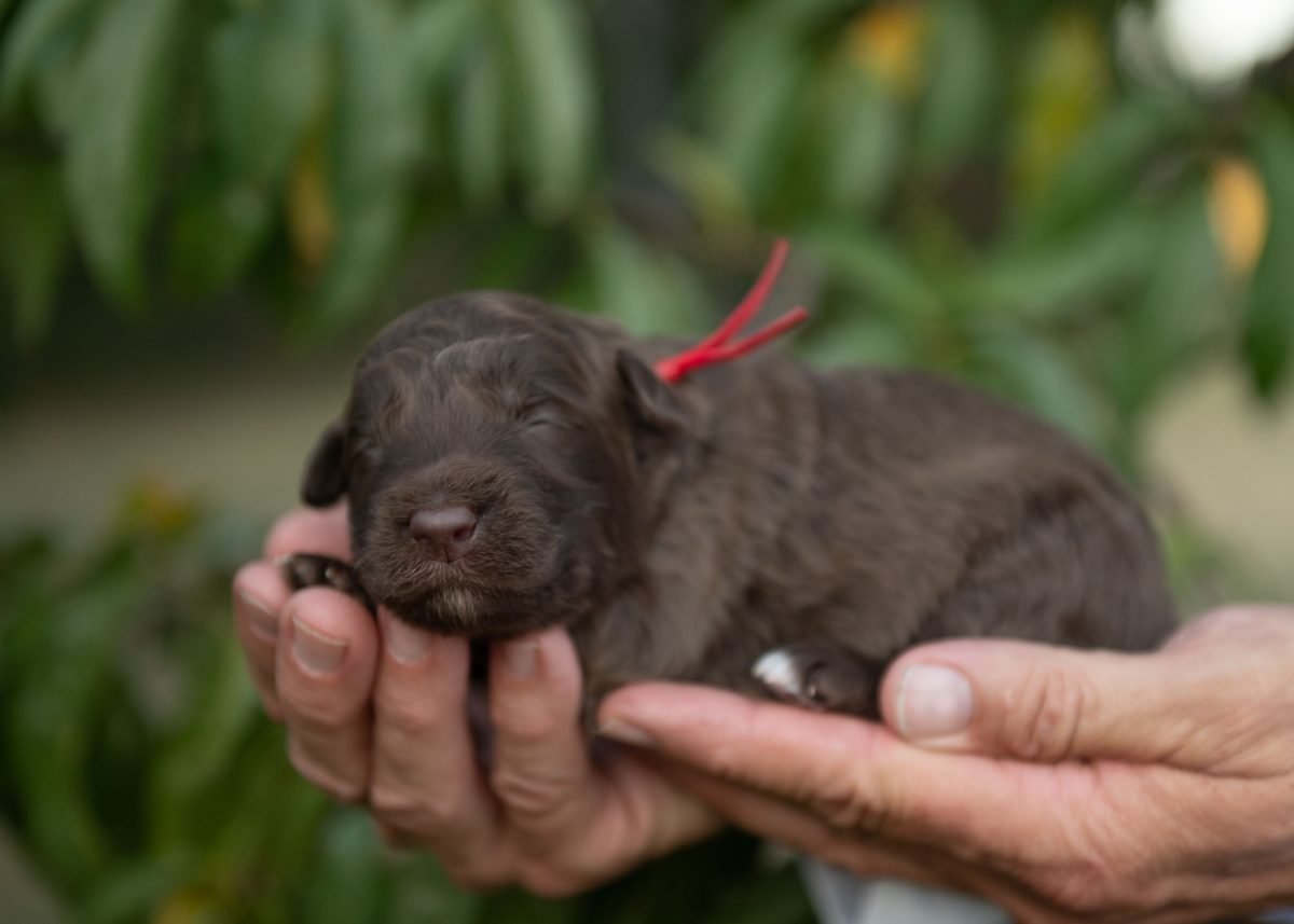 Bordoodle Puppy for sale in New York.