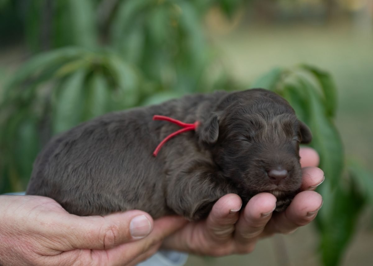 Bordoodle Puppy for sale in New York.