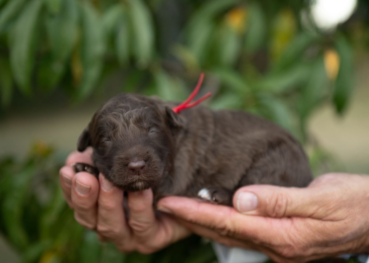 Bordoodle Puppy for sale in New York.