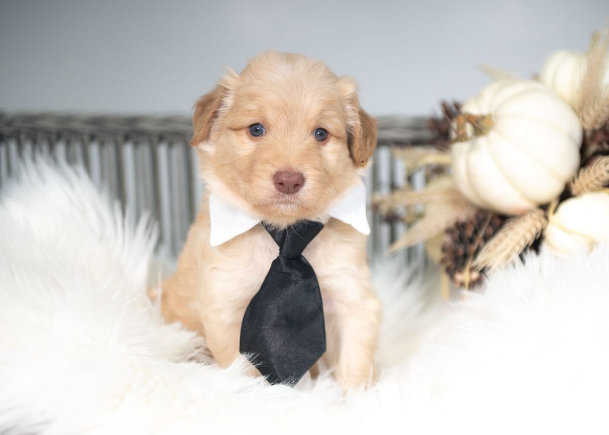 Gold and White Bordoodle puppy for sale in New York.
