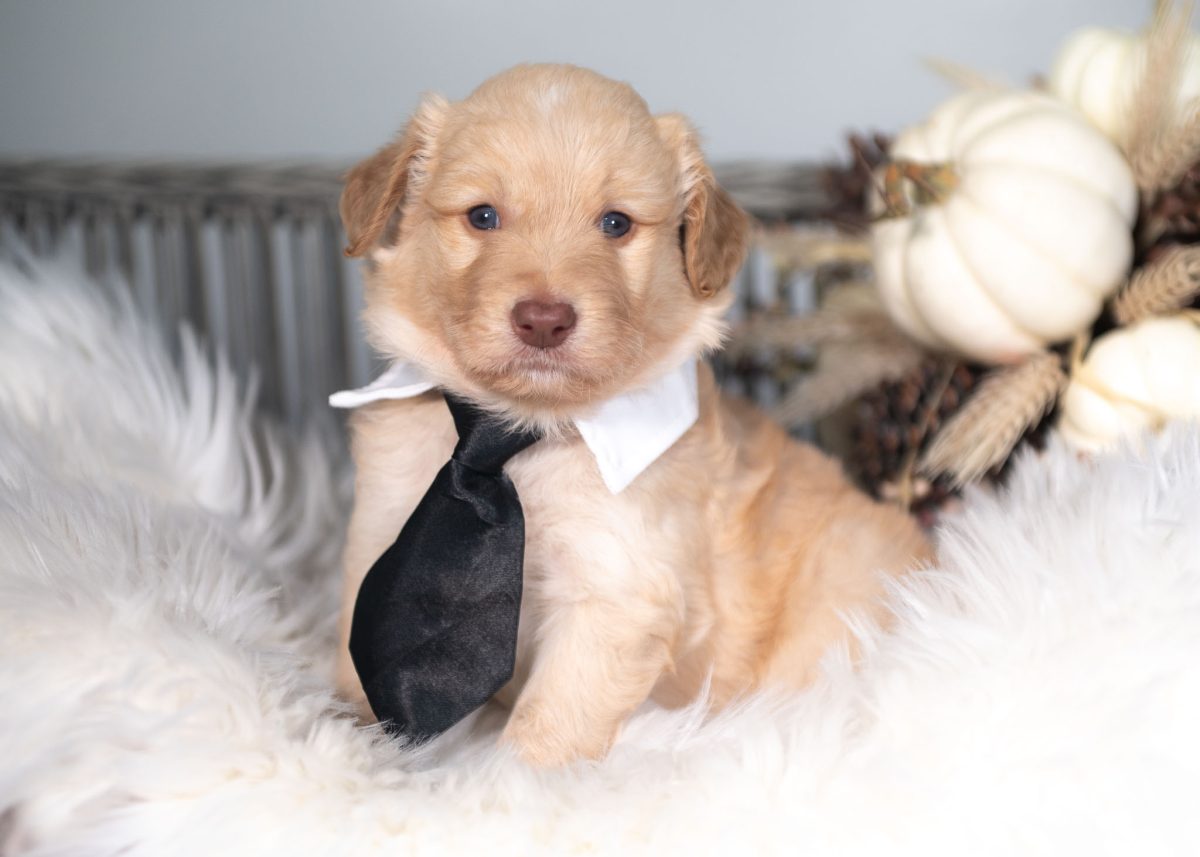 Gold and White Bordoodle puppy for sale in New York.