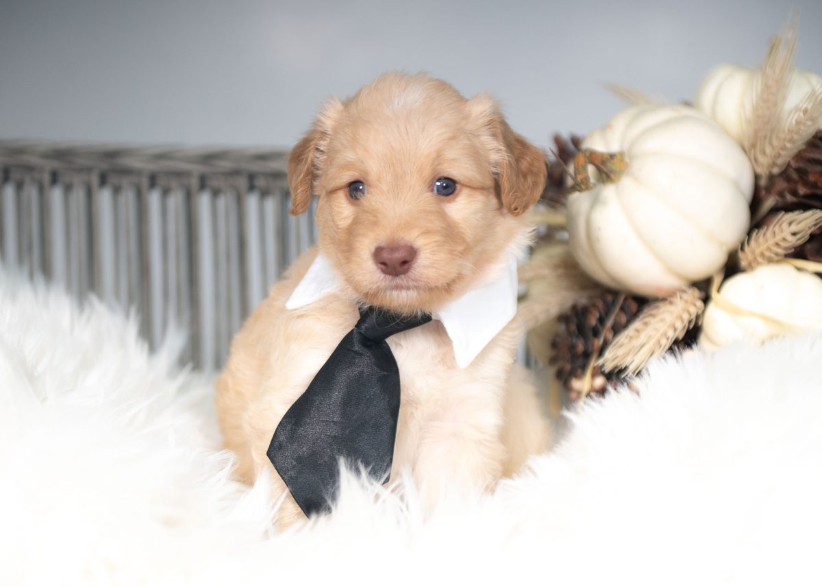 Gold and White Bordoodle puppy for sale in New York.