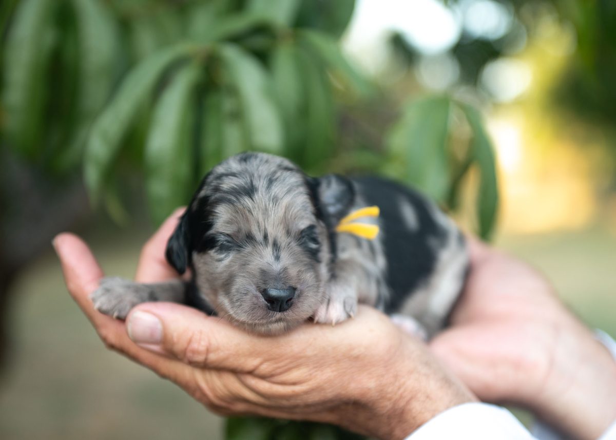 Bordoodle puppy for sale in Pennsylvania.