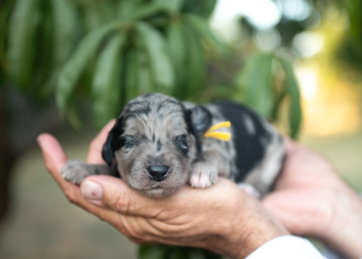 Bordoodle puppy for sale in Pennsylvania.