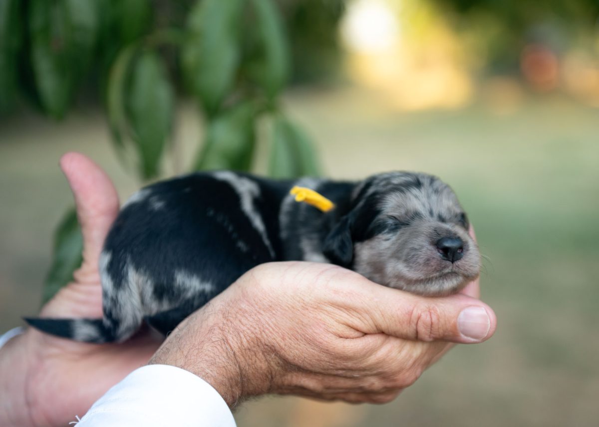 Bordoodle puppy for sale in Pennsylvania.