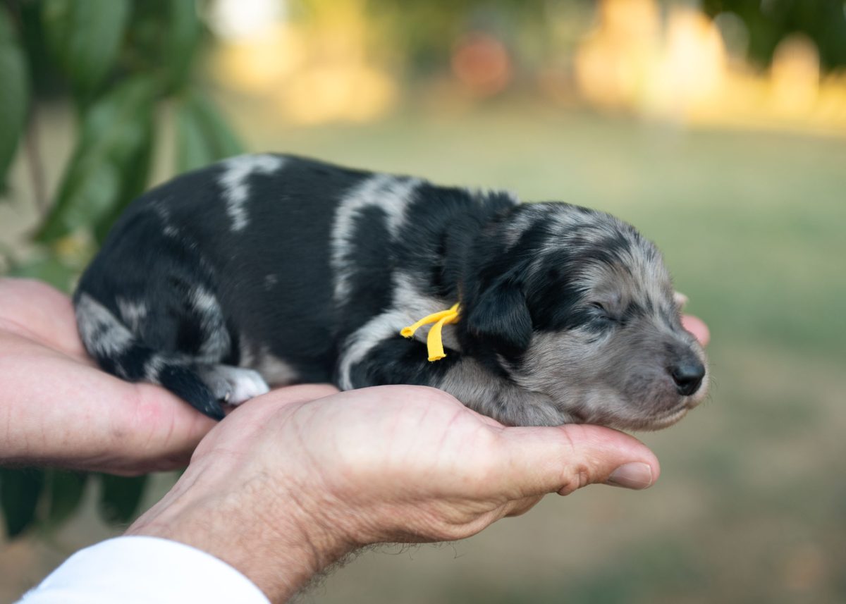 Bordoodle puppy for sale in Pennsylvania.