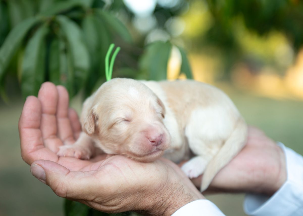 Gold and White Bordoodle Puppy for sale in Texas.