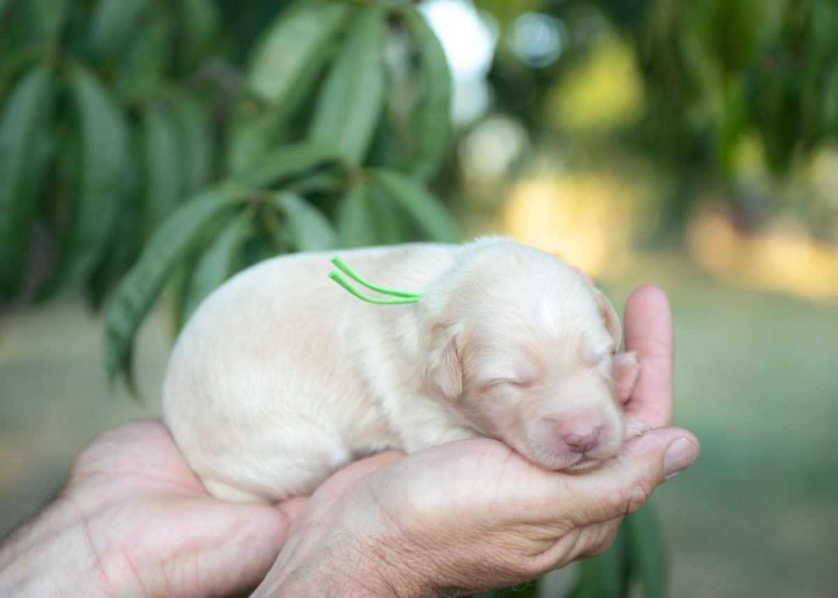 Gold and White Bordoodle Puppy for sale in Texas.