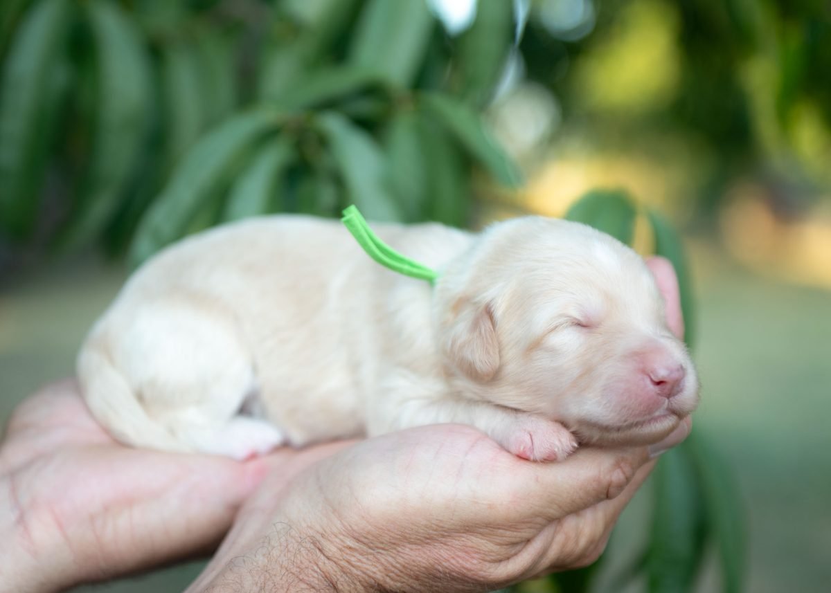 Gold and White Bordoodle Puppy for sale in Texas.
