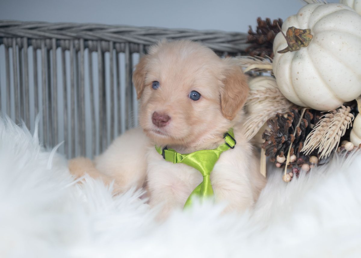 Gold and white Bordoodle puppy for sale in California.