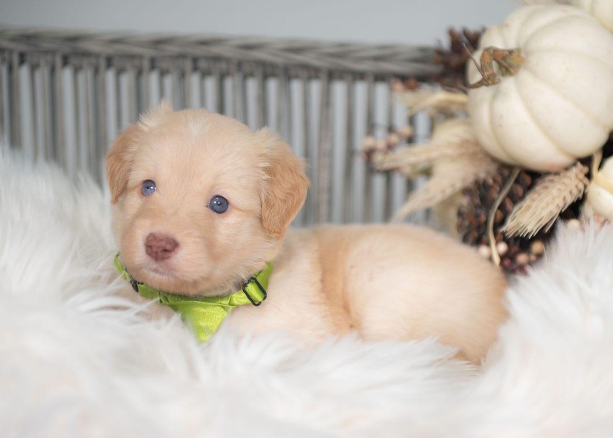 Gold and white Bordoodle puppy for sale in California.