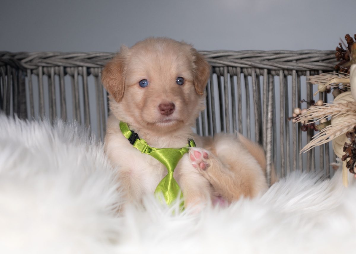 Gold and white Bordoodle puppy for sale in California.