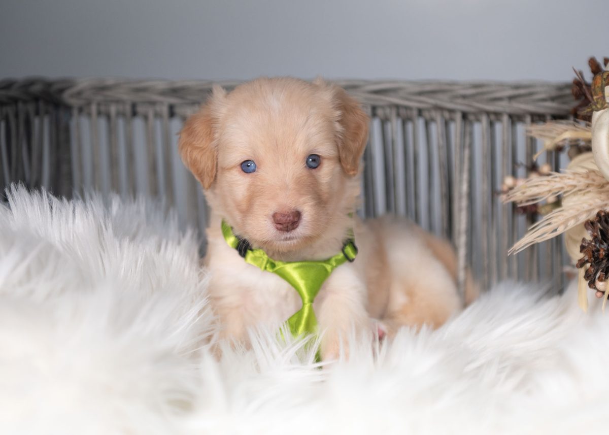 Gold and white Bordoodle puppy for sale in California.