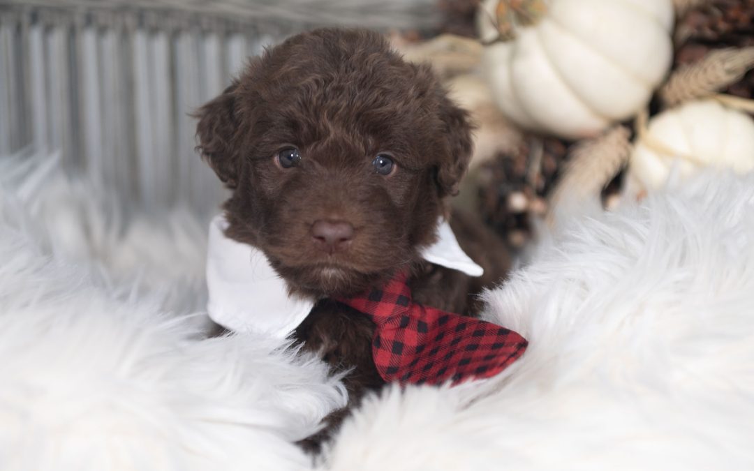 Quest | Red and White Male Bordoodle Puppy