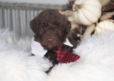 Quest | Red and White Male Bordoodle Puppy
