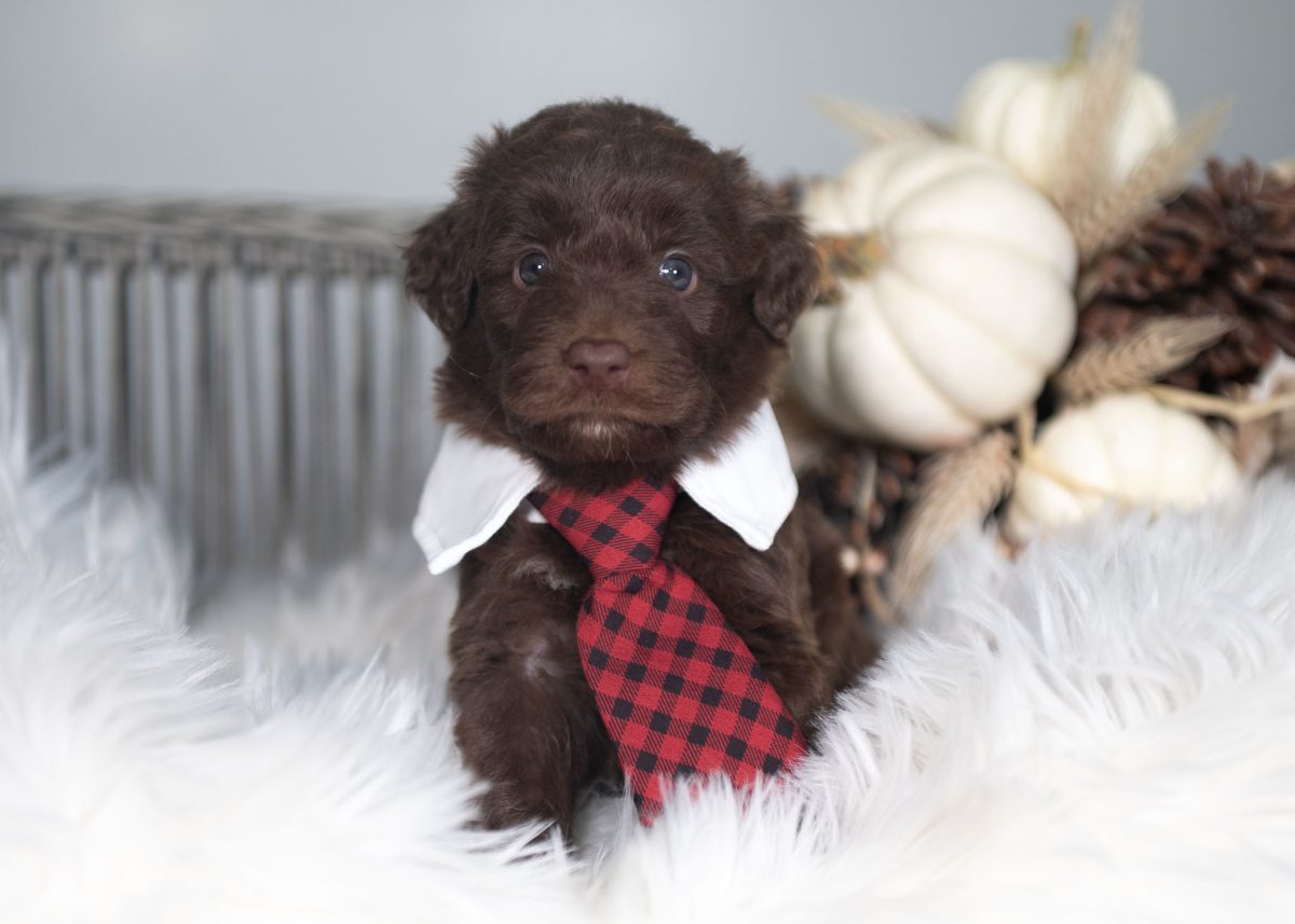 Red and white Bordoodle puppy for sale in Florida.
