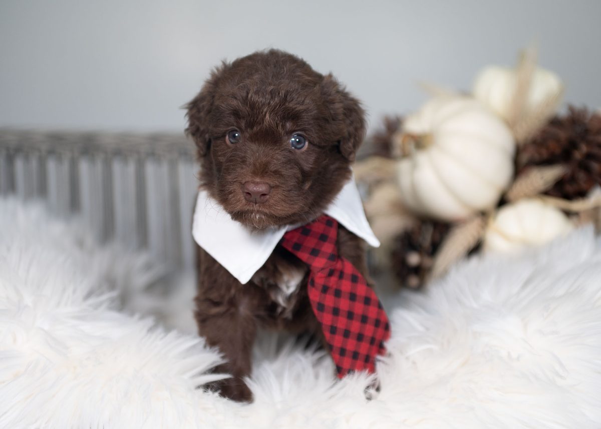 Red and white Bordoodle puppy for sale in Florida.