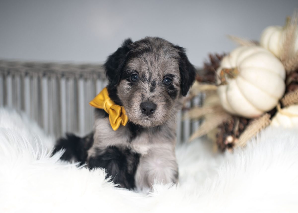 Blue merle Bordoodle puppy for sale in Massachusetts.