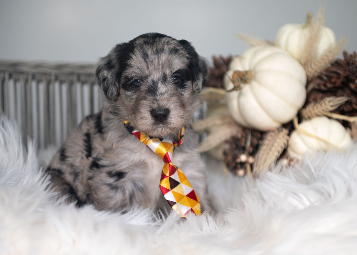 Blue merle Bordoodle puppy for sale in Colorado.