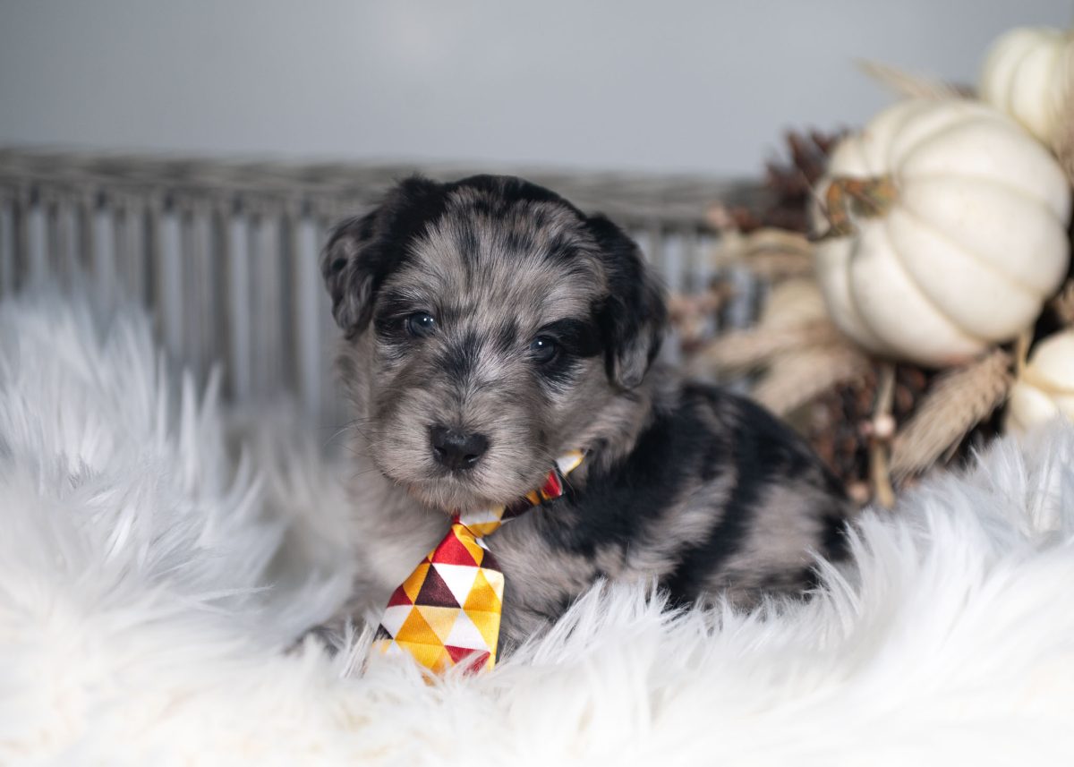 Blue merle Bordoodle puppy for sale in Colorado.