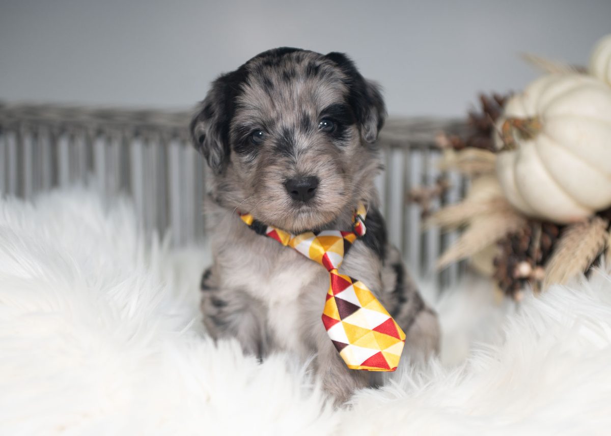 Blue merle Bordoodle puppy for sale in Colorado.