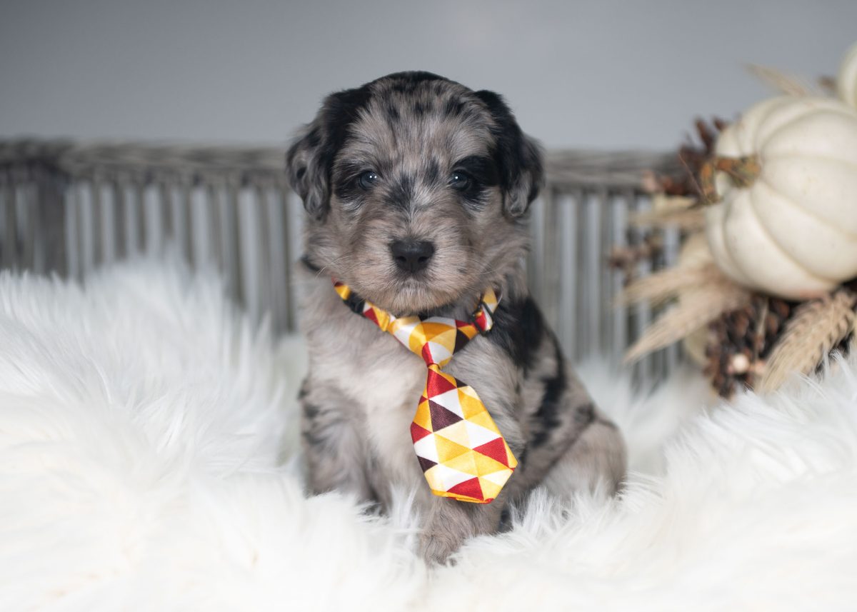 Blue merle Bordoodle puppy for sale in Colorado.